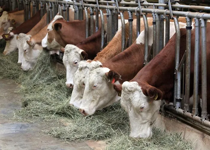 Bauernhof Vordermuehltal Séjour à la ferme