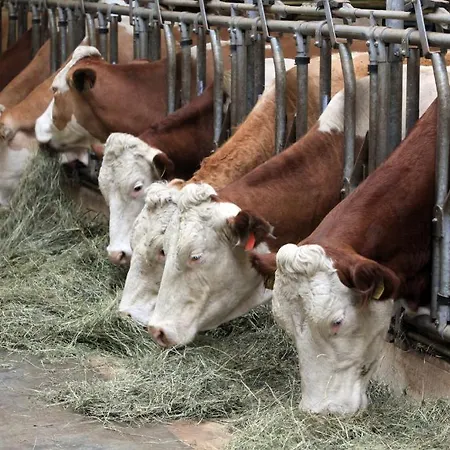 Bauernhof Vordermuehltal Farma